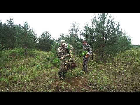 Видео: Копаем хрен в лесу. На месте старой деревни. На песках.