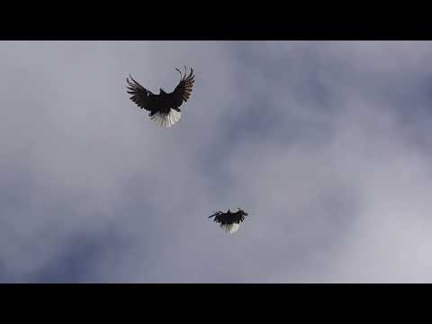 Видео: Серпастые Голуби Валера Шаврово 02.02.2025