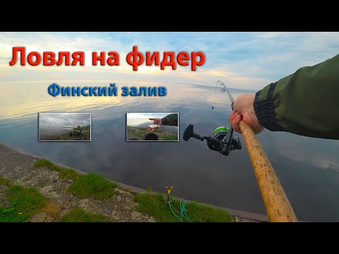 Видео: Ловля плотвы на фидер I Финский залив I Ломоносов