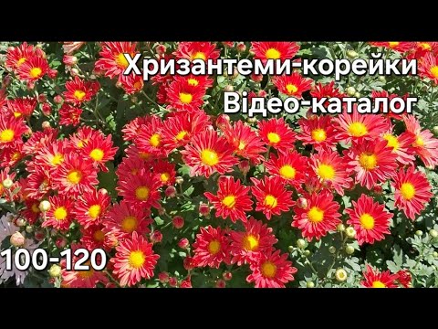 Видео: Неймовірні хризантеми корейки.Сорти,що зимують у грунті.Хризантеми по номерах для Ваших замовлень