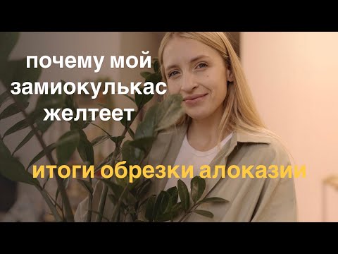 Видео: Почему мой замиокулькас желтеет / пересадка замиокулькаса / итоги жесткой обрезки Алоказии