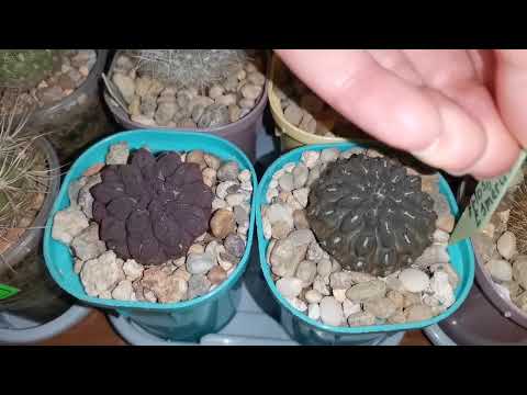 Видео: Обзор мини коллекции кактусов и суккулентов, часть 1, #cactus