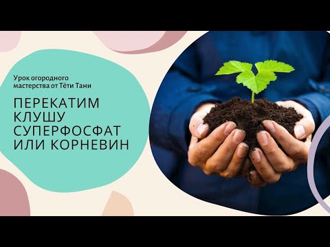 Видео: 731. Перекатим Клушу. Суперфосфат или корневин?