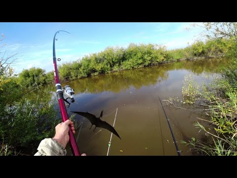 Видео: Ноги подкосились, когда он вынырнул прямо под удочками.. ....Жор рыбы.