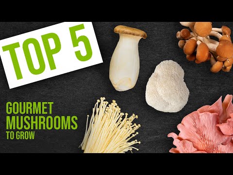 Видео: 5 лучших сортов грибов для выращивания | GroCycle