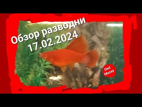 Видео: 💥Обзор разводни 17.02.24 года