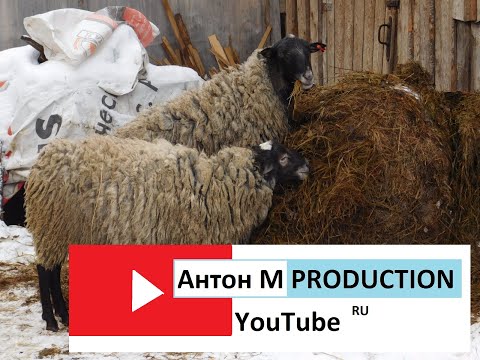 Видео: Романовские овцы!Поздняя стрижка и обрезка копыт!!