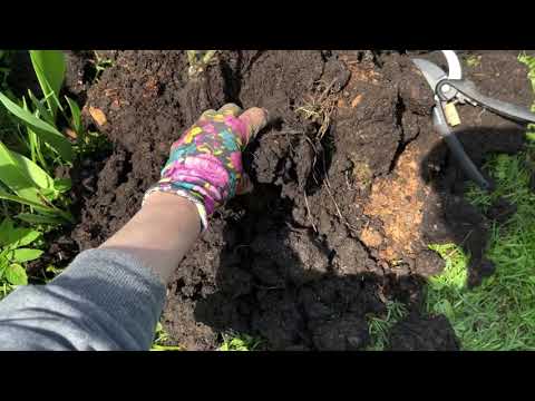 Видео: Что с корнями роз в контейнерах от Русроза?