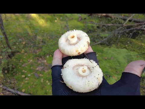 Видео: Сбор груздей перед засухой