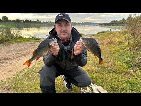 Видео: Река Двина. Рыбалка осенью на спиннинг 