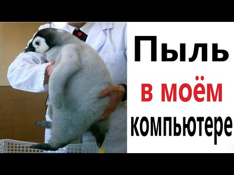 Видео: ПРИКОЛЫ! ПЫЛЬ В МОЕМ КОМПЬЮТЕРЕ - МЕМЫ!!! Смешные видео – Доми шоу!