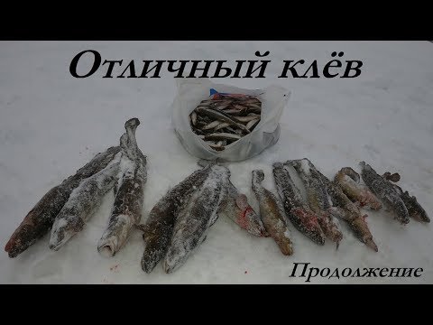Видео: ОТЛИЧНЫЙ КЛЁВ НА "ЧАЯЧЬИХ" - продолжение / GREAT BITE