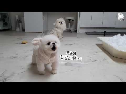 Видео: Реакция собак на первый снег