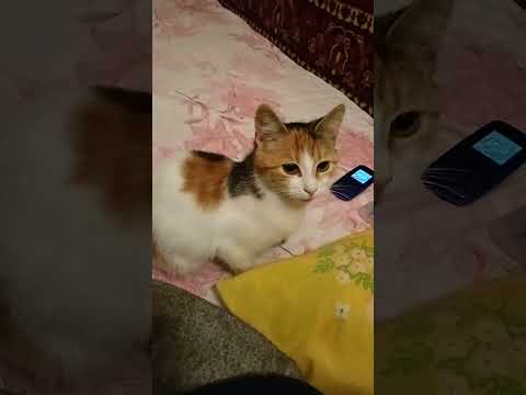 Видео: Спасёныш. Вот такой она стала!🪽 После интенсивного промокшего дня..💦 Мой лекарь ⛑️