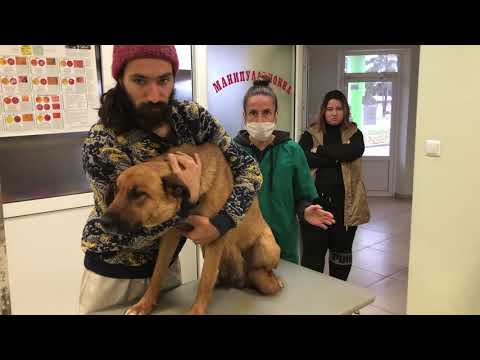 Видео: Екзема при куче - как се лекува? Пострижка и груминг на Белгийска овчарка (Малиноа) с Псориазис.