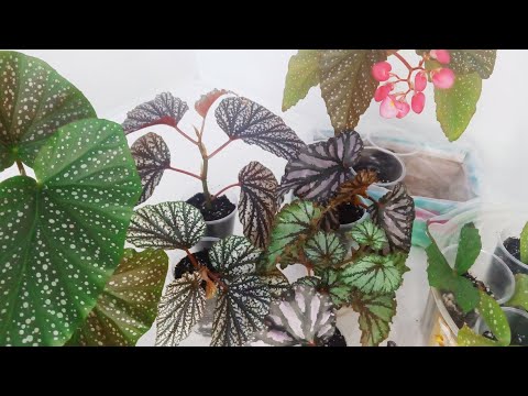 Видео: Комнатные цветы| Бегонии тростниковые| Размножение