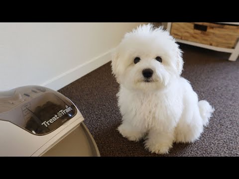 Видео: Мой щенок слишком умный...