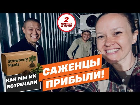 Видео: Калифорния отправила ПОЛМИЛЛИОНА саженцев в Кыргызстан!