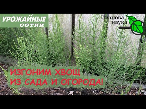 Видео: УСПЕШНАЯ БОРЬБА С ХВОЩЕМ. ХВОЩ - ЭТО НЕ СТРАШНО!