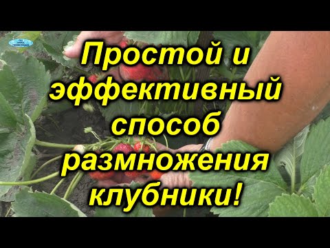 Видео: Три способа размножения клубники - какой из них лучше и проще?