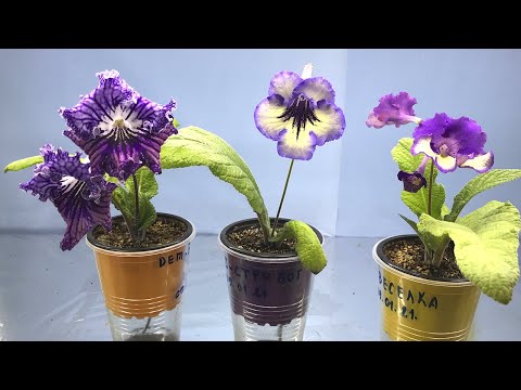 Видео: Очень красивые СТРЕПТОКАРПУСЫ зацвели у меня! Что цветет у меня в начале мая.