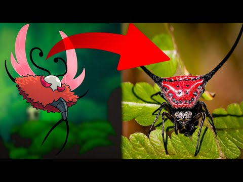 Видео: Жуки Silksong в реальной жизни