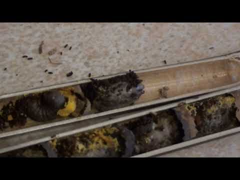 Видео: Разбираем домики для осмий