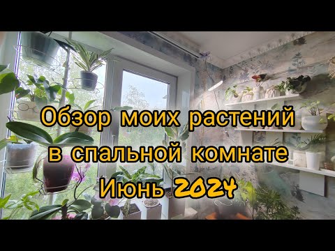 Видео: Обзор моих комнатных растений в спальне. Июнь 2024.