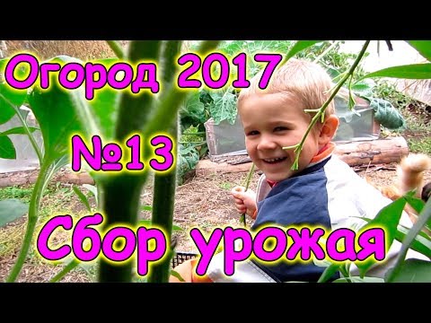 Видео: Огород 2017г. - сбор урожая, конец сезона. (09.17г.) Семья Бровченко.