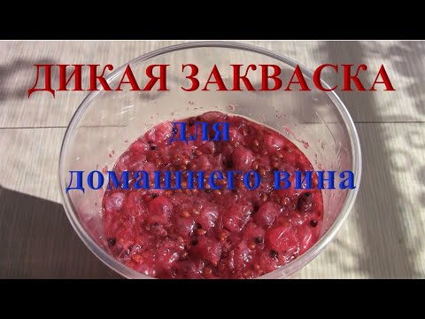 Видео: Дикие дрожжи и домашнее вино, делайте правильно.