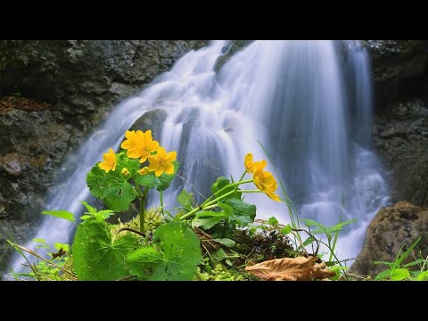 Видео: Ресурс. Мысли. Эмоции