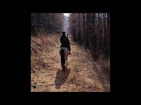 Видео: Конный тур в Чон Кемин #shorts #mountains #travel #туризм #лошади #кыргызстан