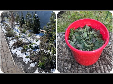 Видео: Розы. Заморозки не отступают! Чем я буду кормить розы после заморозков?