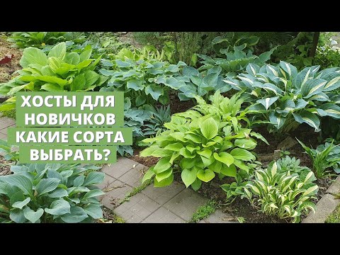 Видео: Хосты для новичков. Какие сорта выбрать для посадки