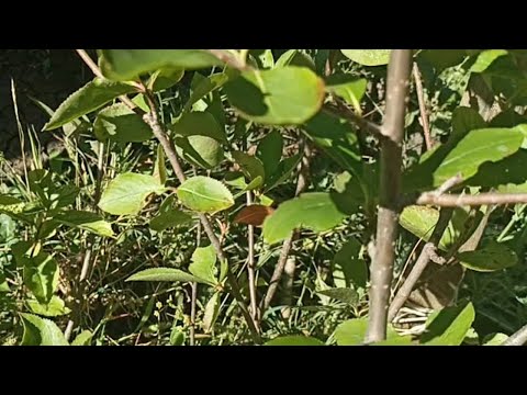 Видео: Скорците изядоха аронията, а Цани го няма!!!