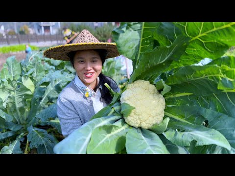 Видео: Цветная капуста, выращенная дома, очень вкусна, как бы вы ее ни приготовили, и отлично сочетается