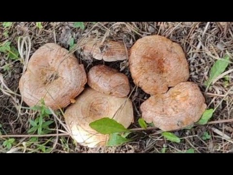 Видео: РЫЖИКи царские ,видимо невидимо 😱🥴//