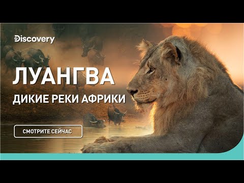 Видео: Луангва | Дикие реки Африки | Discovery