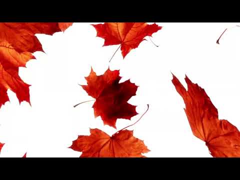 Видео: Рухлива гра "Кольорове листя"