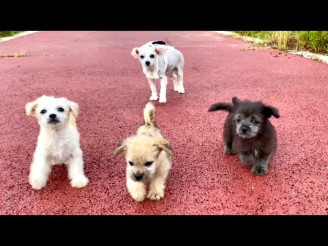 Видео: Эта бездомная собака 🐶, что пришла ночью и родила щенков, теперь счастлива. 🐶🥰❤😘👍🐶🐶🐶