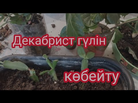 Видео: Декабрист гүлін көбейту.Дұрыс күтім жасау.Гүлдер әлемі.🌷🌷🌷#гүлдер #өсімдік