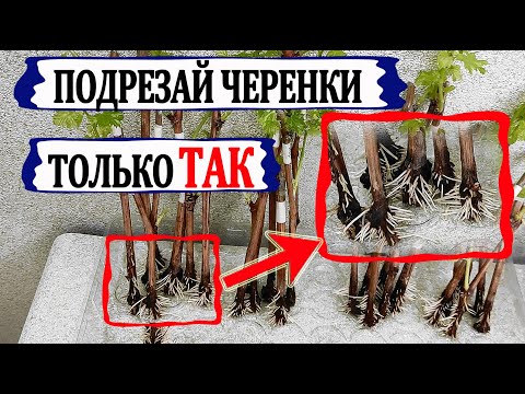 Видео: 🍇 Не оплошай! Как подрезкой черенков винограда вызвать бурный рост корней. Рекомендация ученых.