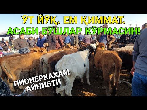 Видео: ПИОНЕРКА. ӮТ ЙӮҚ, ЕМ ҚИММАТ. СИГИР ВА ТАНАЧАЛАР НАРХЛАРИ. 10-ОКТАБР ҚАШҚАДАРЁ ҚАМАШИ 2025-ЙИЛ