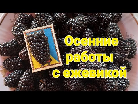 Видео: Осенняя обрезка, обработка и подкормка ЕЖЕВИКИ 