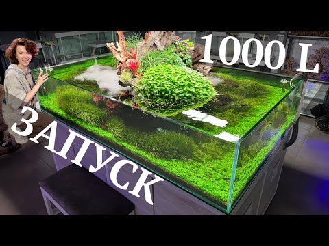 Видео: АКВАРИУМ 1000 Л ЗАПУСК | Декорации для аквариума | Высадка растений | Маша Блюм