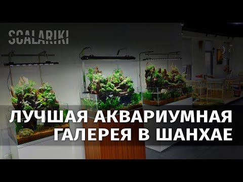 Видео: Самая крутая аквариумная галерея Шанхая