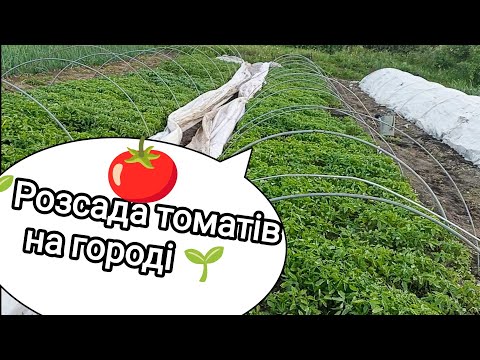 Видео: Вирощування розсади помідорів в парниках. Наш досвід. Від зернини до рослини 🌱