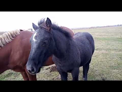 Видео: Коні на продажу рівненська обл місто Березне 0973046131