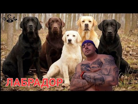 Видео: ЛАБРАДОР РЕТРИВЪР - ФАКТИ И ПОВЕДЕНИЕ    а.С.м