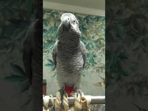 Видео: Негостеприимная 😸